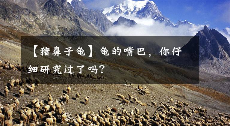 【猪鼻子龟】龟的嘴巴,你仔细研究过了吗?