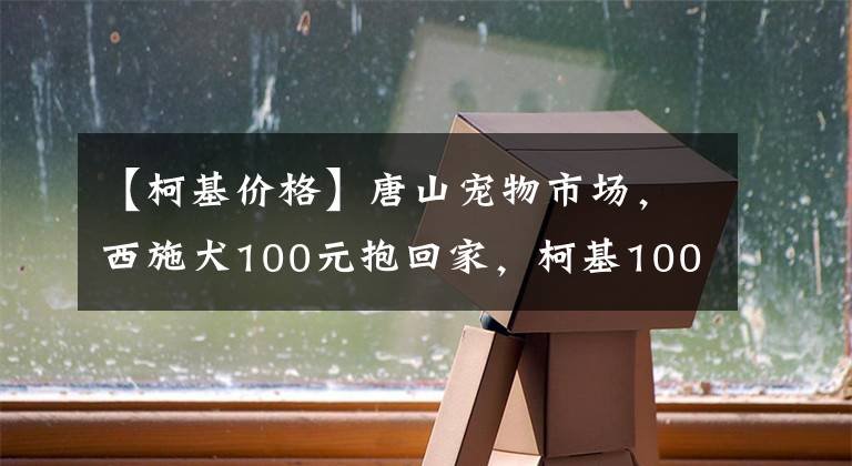 【柯基价格】唐山宠物市场,西施犬100元抱回家,柯基1000元,免费送的狗稀罕