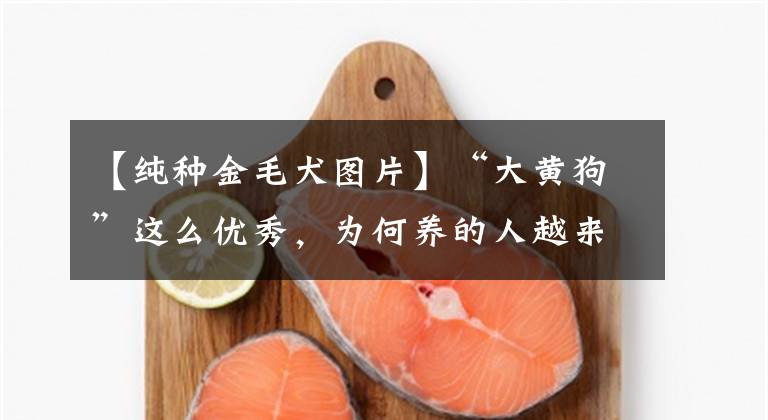【纯种金毛犬图片】“大黄狗”这么优秀，为何养的人越来越少？网友：很无奈