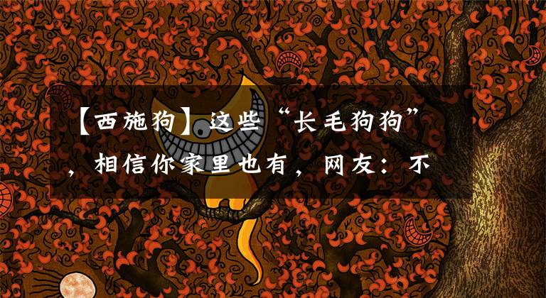 【西施狗】这些“长毛狗狗”,相信你家里也有,网友:不止有,还养了俩