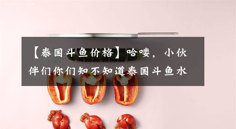 【泰国斗鱼价格】哈喽，小伙伴们你们知不知道泰国斗鱼水位要多少呢？