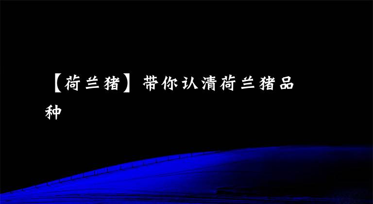 【荷兰猪】带你认清荷兰猪品种