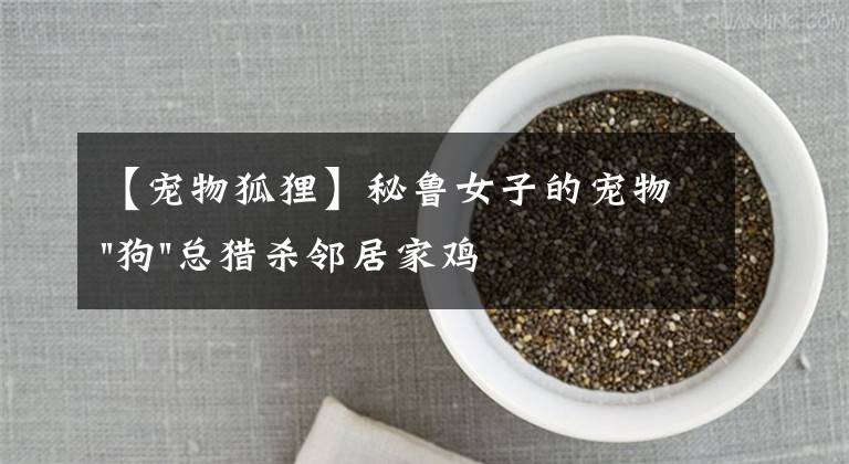 【宠物狐狸】秘鲁女子的宠物"狗"总猎杀邻居家鸡鸭，长大一看，这不是狐狸吗？