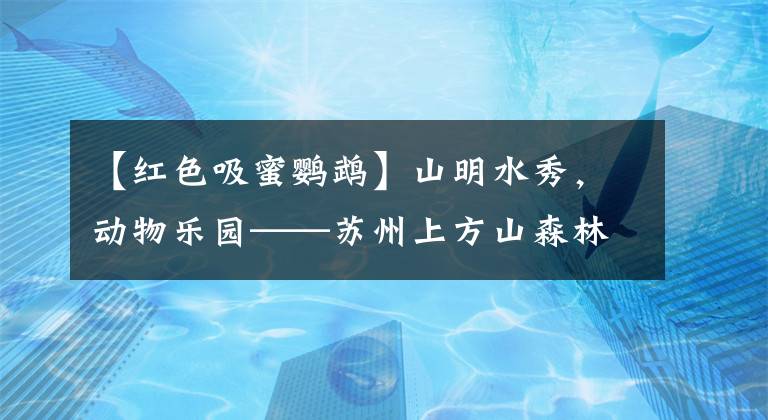 【红色吸蜜鹦鹉】山明水秀，动物乐园——苏州上方山森林动物世界（二）