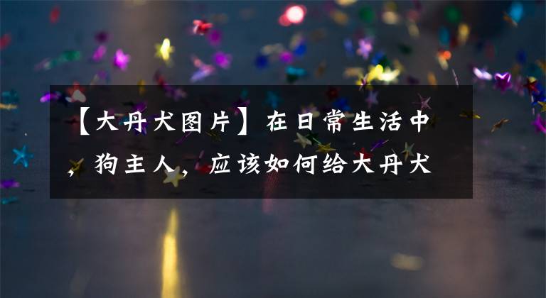 【大丹犬图片】在日常生活中,狗主人,应该如何给大丹犬做美容?