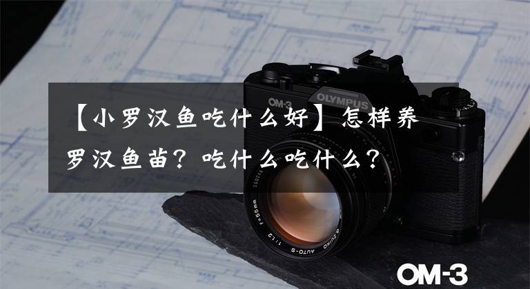【小罗汉鱼吃什么好】怎样养罗汉鱼苗?吃什么吃什么?
