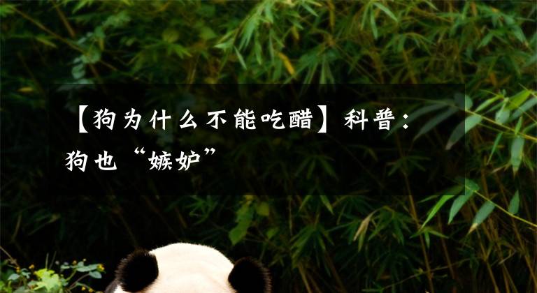 【狗为什么不能吃醋】科普:狗也“嫉妒”