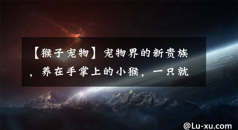 【猴子宠物】宠物界的新贵族，养在手掌上的小猴，一只就要3万