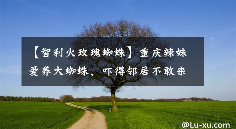 【智利火玫瑰蜘蛛】重庆辣妹爱养大蜘蛛，吓得邻居不敢来串门