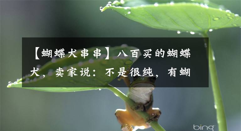 【蝴蝶犬串串】八百买的蝴蝶犬，卖家说：不是很纯，有蝴蝶犬的样子！这话没毛病