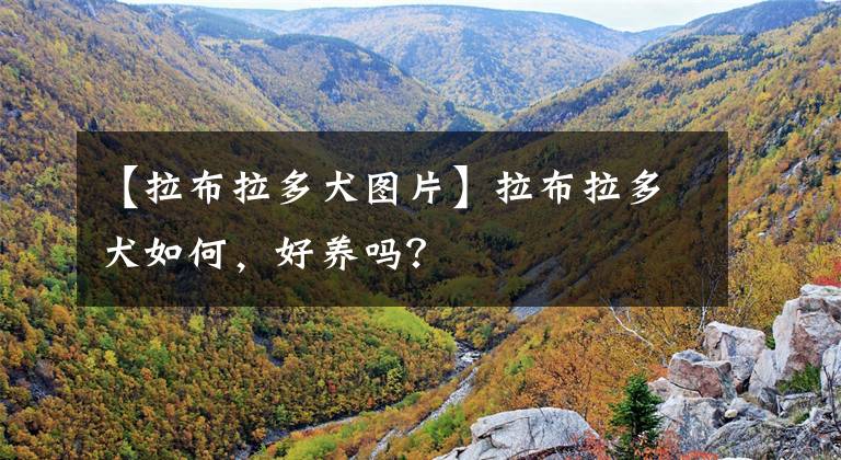 【拉布拉多犬图片】拉布拉多犬如何，好养吗？