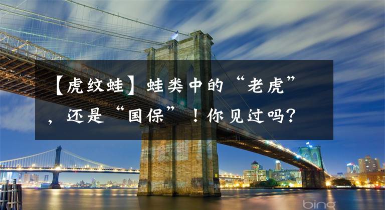 【虎纹蛙】蛙类中的“老虎”，还是“国保”！你见过吗？