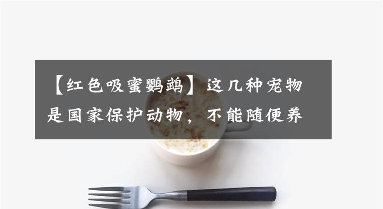 【红色吸蜜鹦鹉】这几种宠物是国家保护动物，不能随便养否则会坐牢，看看你家有吗
