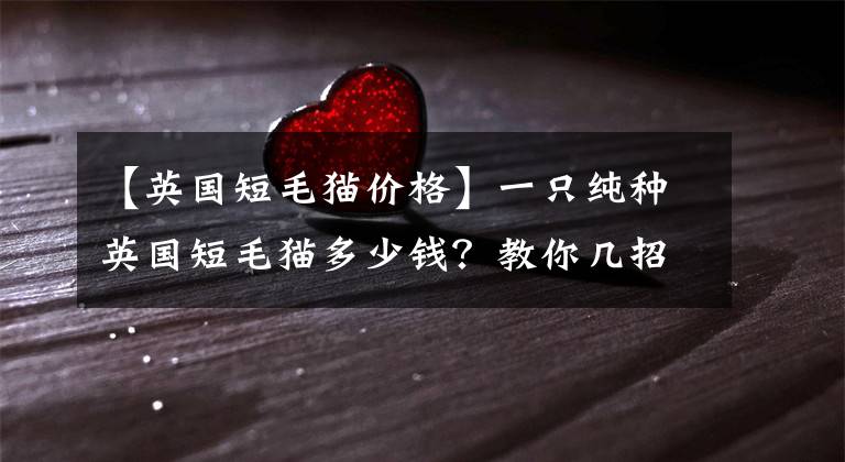 【英国短毛猫价格】一只纯种英国短毛猫多少钱?教你几招,挑选一只纯种英短