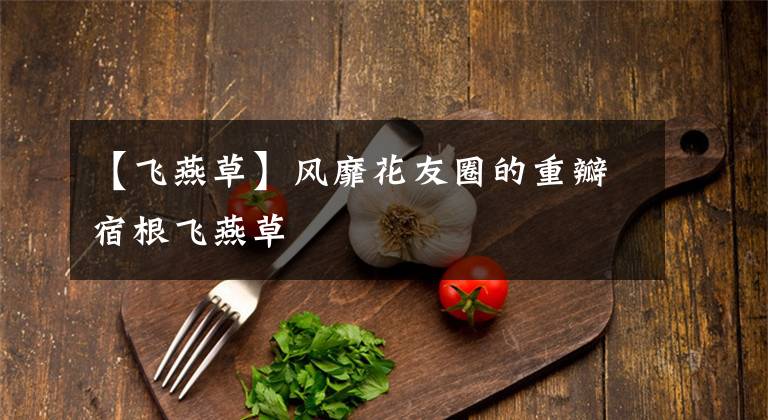 【飞燕草】风靡花友圈的重瓣宿根飞燕草