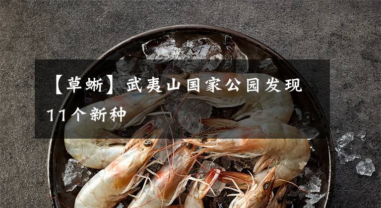 【草蜥】武夷山国家公园发现11个新种