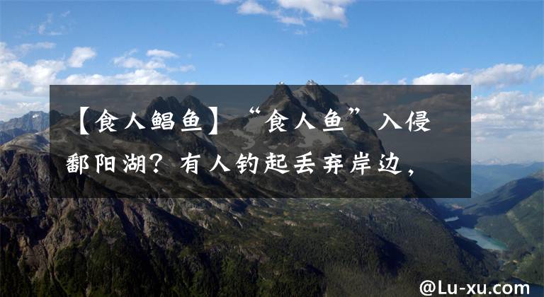 【食人鲳鱼】“食人鱼”入侵鄱阳湖?有人钓起丢弃岸边,其实这鱼可以吃