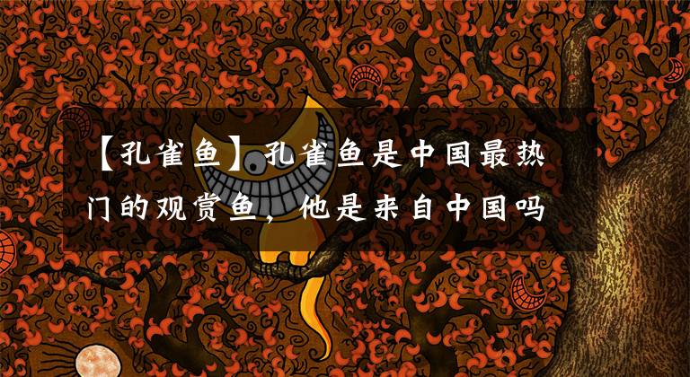 【孔雀鱼】孔雀鱼是中国最热门的观赏鱼，他是来自中国吗？