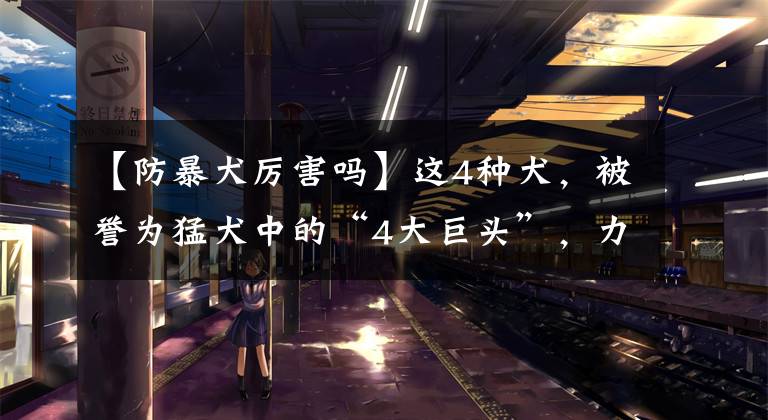 【防暴犬厉害吗】这4种犬,被誉为猛犬中的“4大巨头”,力量与美的综合体