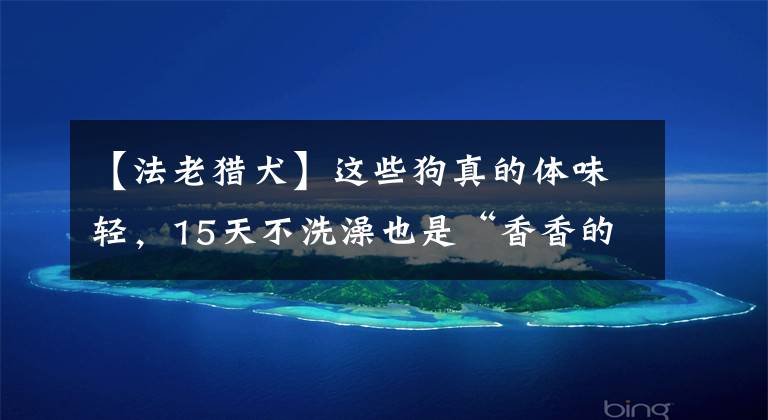 【法老猎犬】这些狗真的体味轻，15天不洗澡也是“香香的”