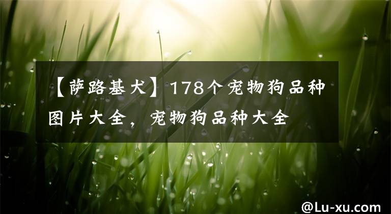 【萨路基犬】178个宠物狗品种图片大全，宠物狗品种大全