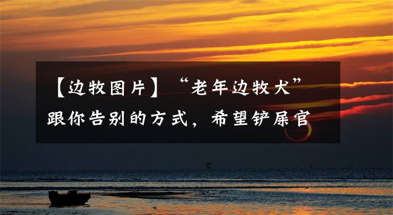 【边牧图片】“老年边牧犬”跟你告别的方式,希望铲屎官能珍惜它