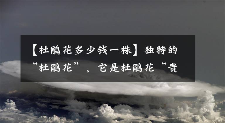 【杜鹃花多少钱一株】独特的“杜鹃花”，它是杜鹃花“贵族”，成片种开出“人间仙境”