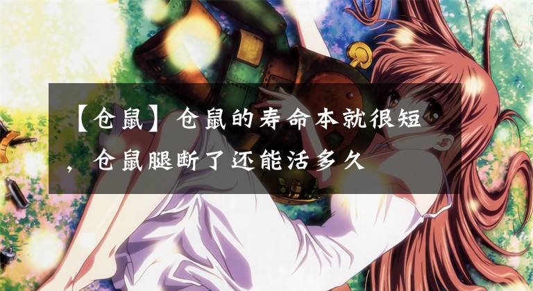 【仓鼠】仓鼠的寿命本就很短，仓鼠腿断了还能活多久