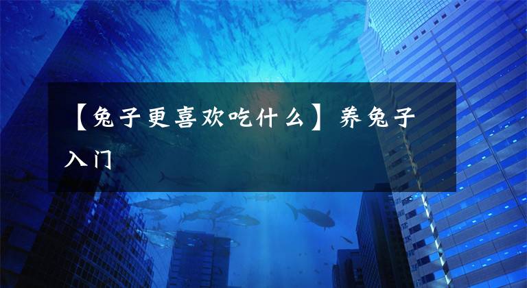 【兔子更喜欢吃什么】养兔子入门