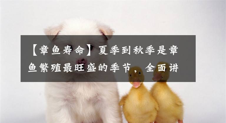 【章鱼寿命】夏季到秋季是章鱼繁殖最旺盛的季节，全面讲解如果钓章鱼