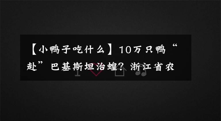 【小鸭子吃什么】10万只鸭“赴”巴基斯坦治蝗？浙江省农科院回应：牧鸭治蝗技术尚在研究探索中