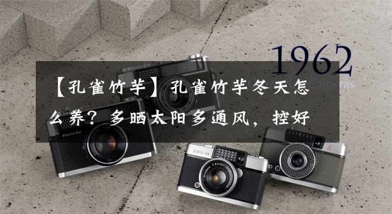 【孔雀竹芋】孔雀竹芋冬天怎么养？多晒太阳多通风，控好温度易过冬！