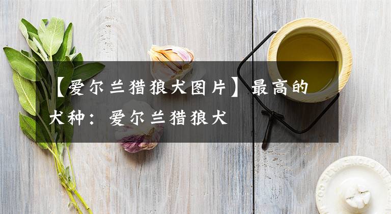 【爱尔兰猎狼犬图片】最高的犬种：爱尔兰猎狼犬