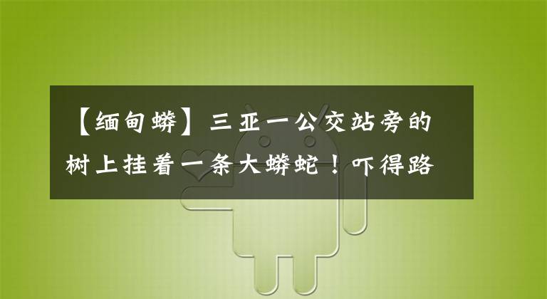 【缅甸蟒】三亚一公交站旁的树上挂着一条大蟒蛇！吓得路人赶紧报警……