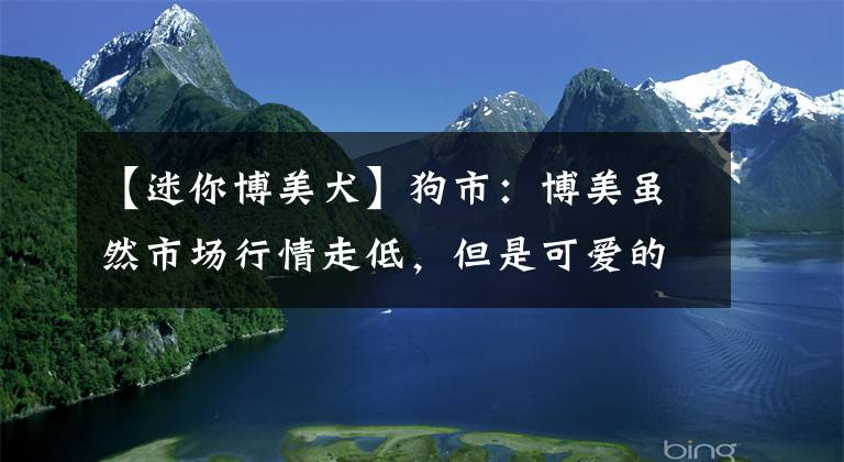 【迷你博美犬】狗市：博美虽然市场行情走低，但是可爱的外表依然为它带来顾客！