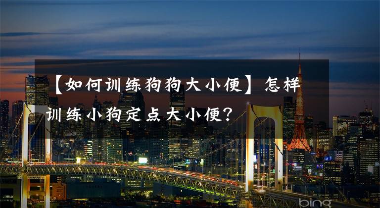 【如何训练狗狗大小便】怎样训练小狗定点大小便？
