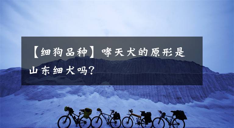 【细狗品种】哮天犬的原形是山东细犬吗？