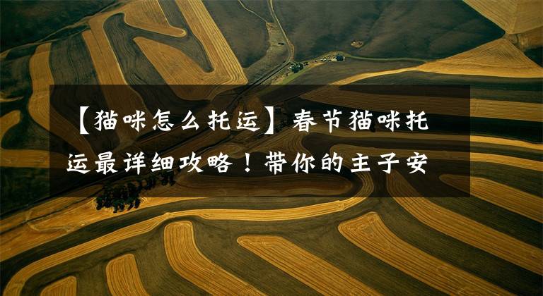 【猫咪怎么托运】春节猫咪托运最详细攻略!带你的主子安心回家过大年