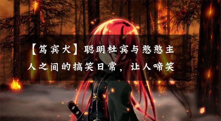 【笃宾犬】聪明杜宾与憨憨主人之间的搞笑日常,让人啼笑皆非