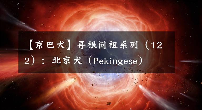 【京巴犬】寻根问祖系列（122）：北京犬（Pekingese）