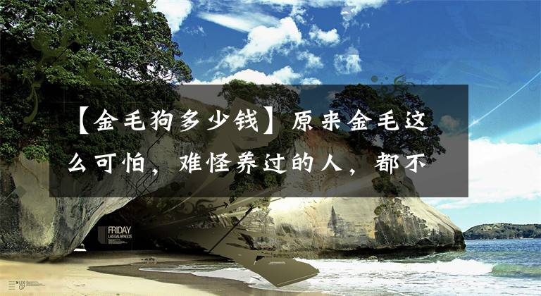 【金毛狗多少钱】原来金毛这么可怕，难怪养过的人，都不愿再养