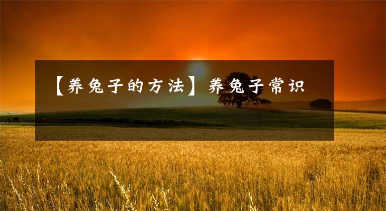 【养兔子的方法】养兔子常识