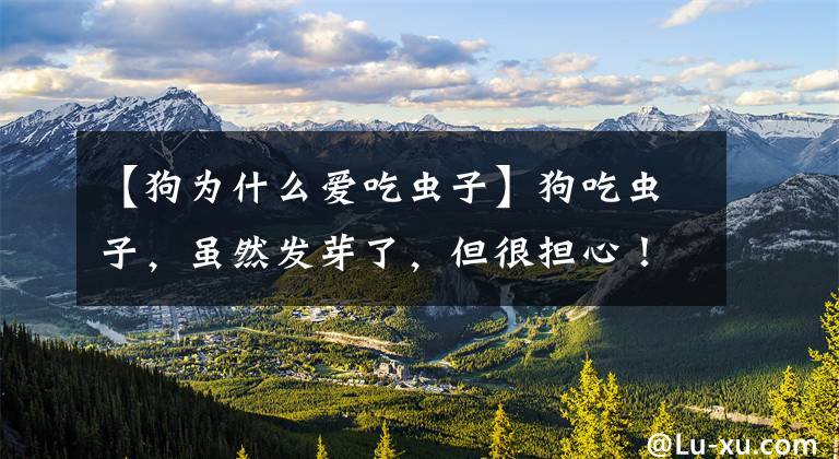 【狗为什么爱吃虫子】狗吃虫子,虽然发芽了,但很担心!