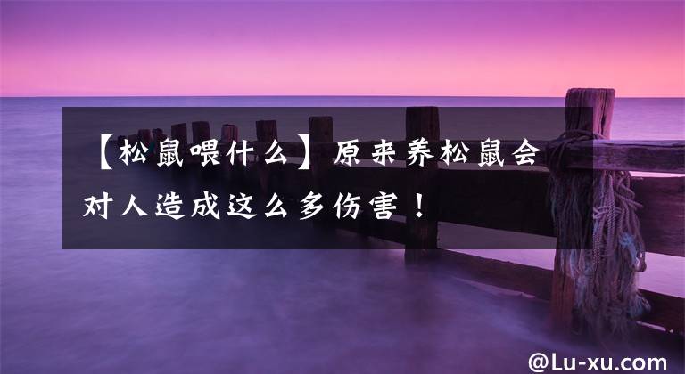 【松鼠喂什么】原来养松鼠会对人造成这么多伤害！