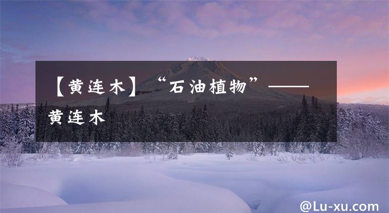【黄连木】“石油植物”——黄连木