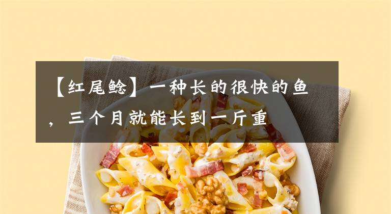 【红尾鲶】一种长的很快的鱼,三个月就能长到一斤重