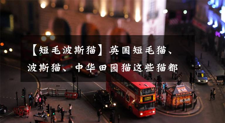【短毛波斯猫】英国短毛猫、波斯猫、中华田园猫这些猫都分别有哪些花纹、色系？