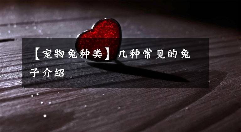 【宠物兔种类】几种常见的兔子介绍