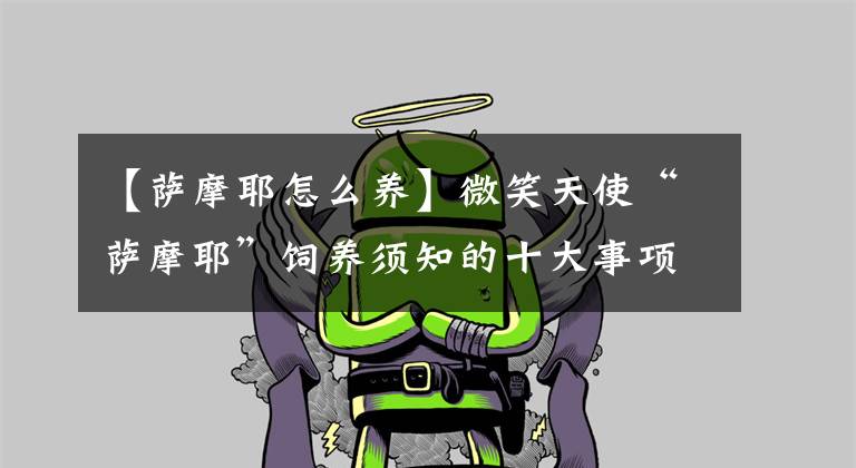 【萨摩耶怎么养】微笑天使“萨摩耶”饲养须知的十大事项