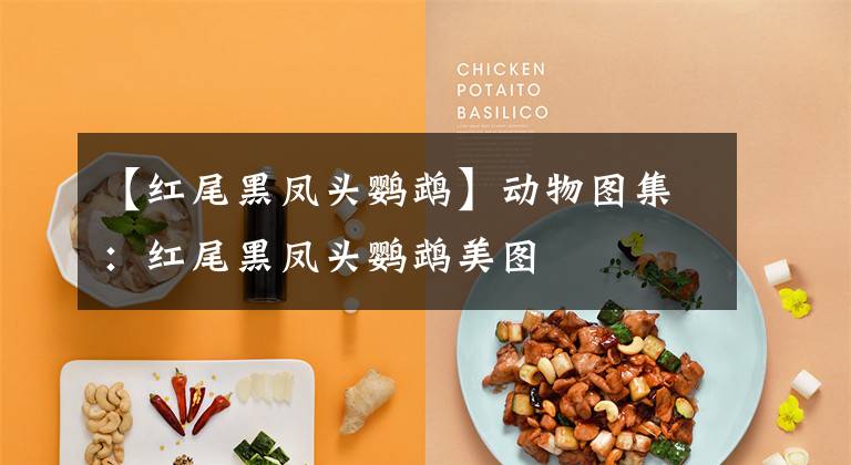 【红尾黑凤头鹦鹉】动物图集：红尾黑凤头鹦鹉美图